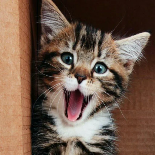 😺 Стикер «Pishi» для Telegram
