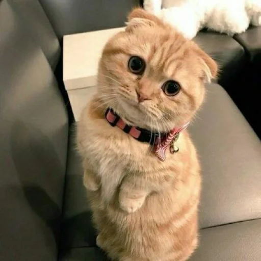 😺 Стикер «Pishi» для Telegram