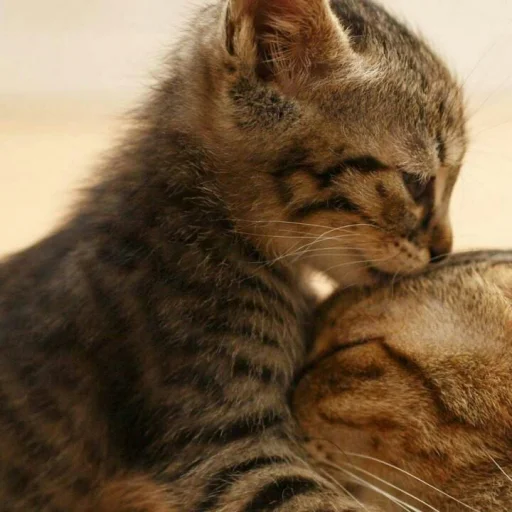😺 Стикер «Pishi» для Telegram