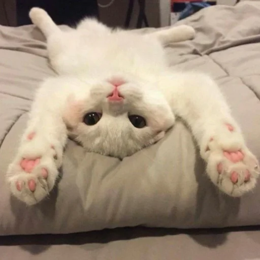 😺 Стикер «Pishi» для Telegram