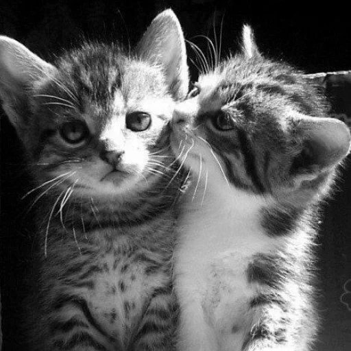 😺 Стикер «Pishi» для Telegram