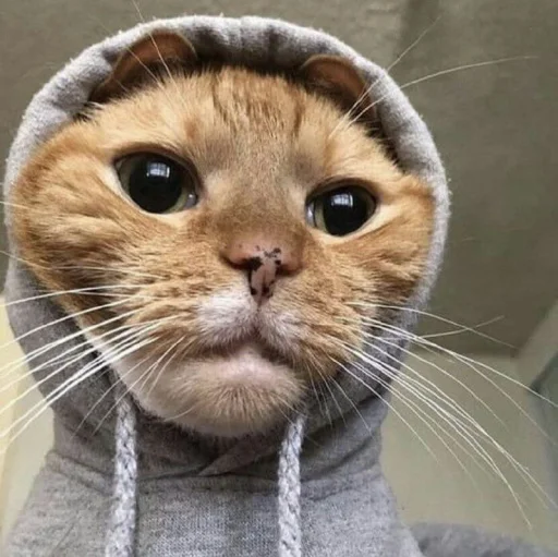 😺 Стикер «Pishi» для Telegram