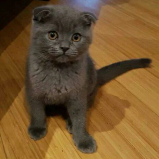 😺 Стикер «Pishi» для Telegram