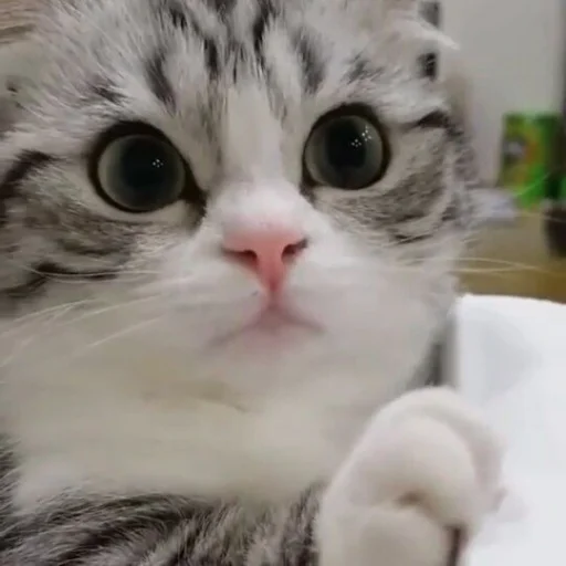 😺 Стикер «Pishi» для Telegram