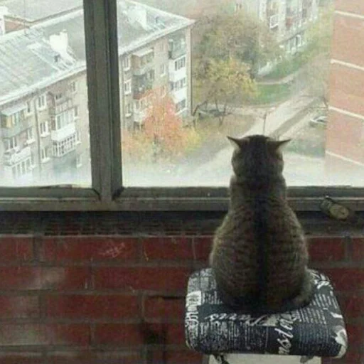 😺 Стикер «Pishi» для Telegram