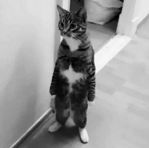 😺 Стикер «Pishi» для Telegram