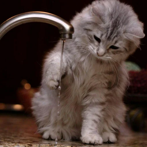 😺 Стикер «Pishi» для Telegram