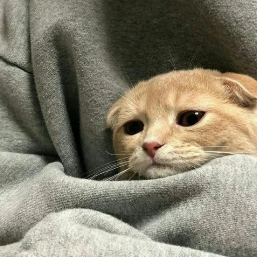 😺 Стикер «Pishi» для Telegram