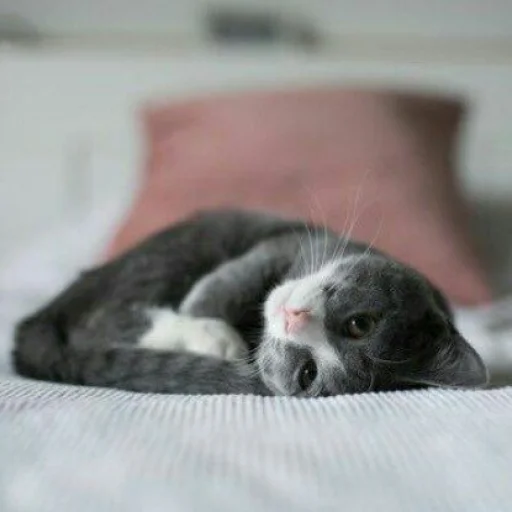 😺 Стикер «Pishi» для Telegram