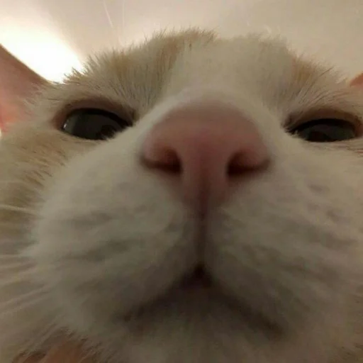 😺 Стикер «Pishi» для Telegram