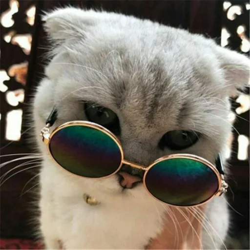 😺 Стикер «Pishi» для Telegram