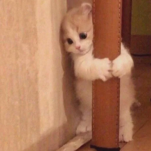 😺 Стикер «Pishi» для Telegram