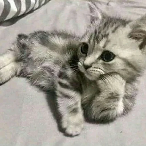 😺 Стикер «Pishi» для Telegram
