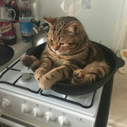 😺 Стикер «Pishi» для Telegram