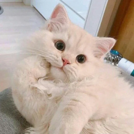😺 Стикер «Pishi» для Telegram