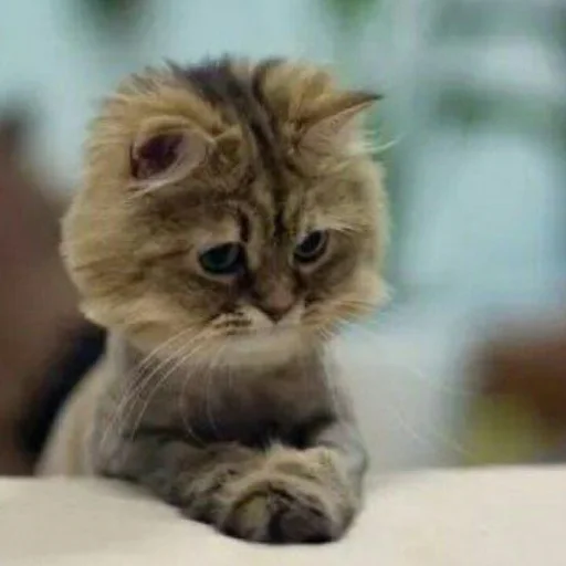 😺 Стикер «Pishi» для Telegram