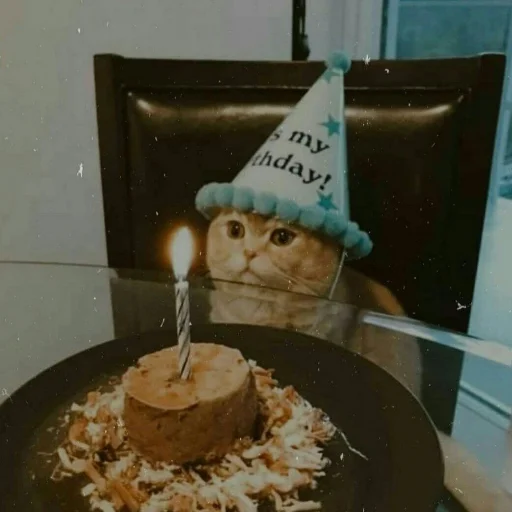 🐈 Стикер «Pishi 2» для Telegram