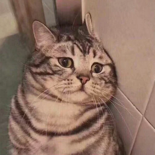 🐈 Стикер «Pishi 2» для Telegram
