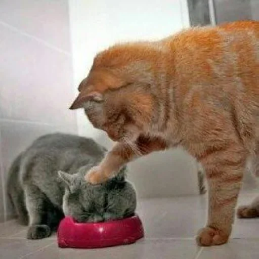 🐈 Стикер «Pishi 2» для Telegram