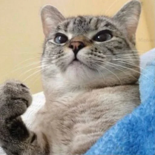 🐈 Стикер «Pishi 2» для Telegram