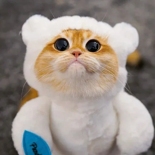 🐈 Стикер «Pishi 2» для Telegram