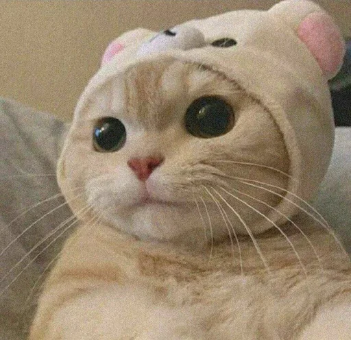 🐈 Стикер «Pishi 2» для Telegram