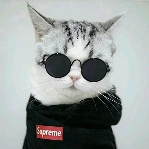 🐈 Стикер «Pishi 2» для Telegram