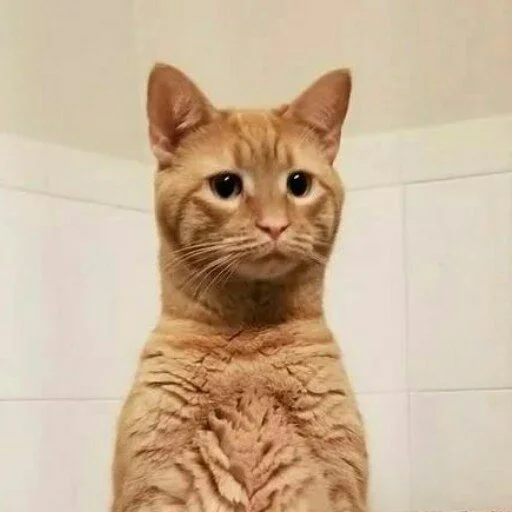 🐈 Стикер «Pishi 2» для Telegram