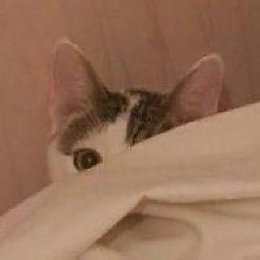 🐈 Стикер «Pishi 2» для Telegram