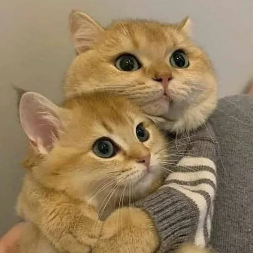 🐈 Стикер «Pishi 2» для Telegram