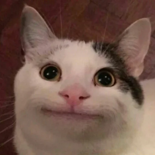 🐈 Стикер «Pishi 2» для Telegram
