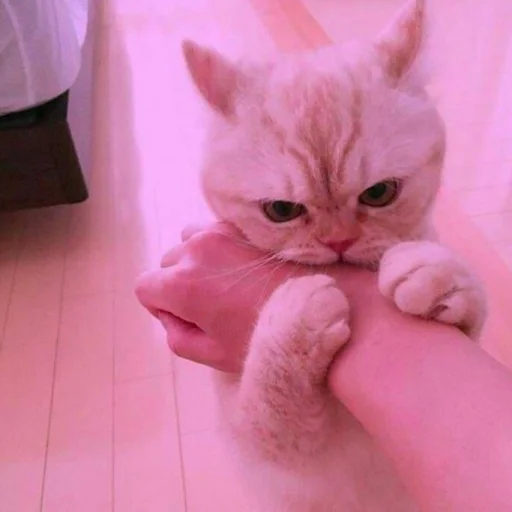 🐈 Стикер «Pishi 2» для Telegram