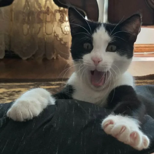 🐈 Стикер «Pishi 2» для Telegram