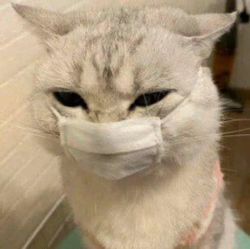 🐈 Стикер «Pishi 2» для Telegram