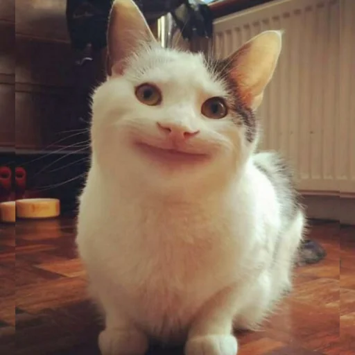 🐈 Стикер «Pishi 2» для Telegram