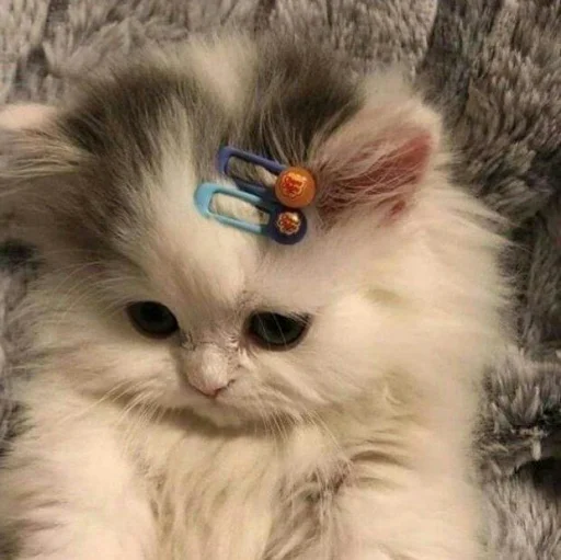 🐈 Стикер «Pishi 2» для Telegram