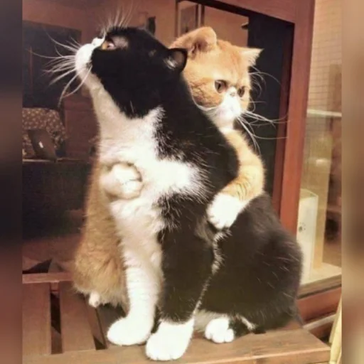 🐈 Стикер «Pishi 2» для Telegram