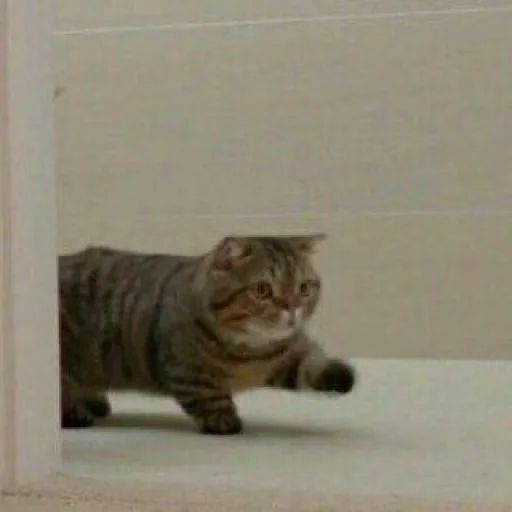 🐈 Стикер «Pishi 2» для Telegram