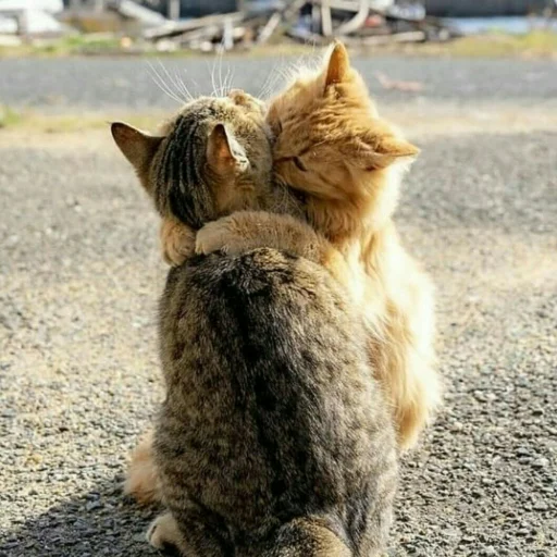 🐈 Стикер «Pishi 2» для Telegram
