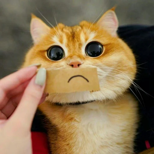 🐈 Стикер «Pishi 2» для Telegram