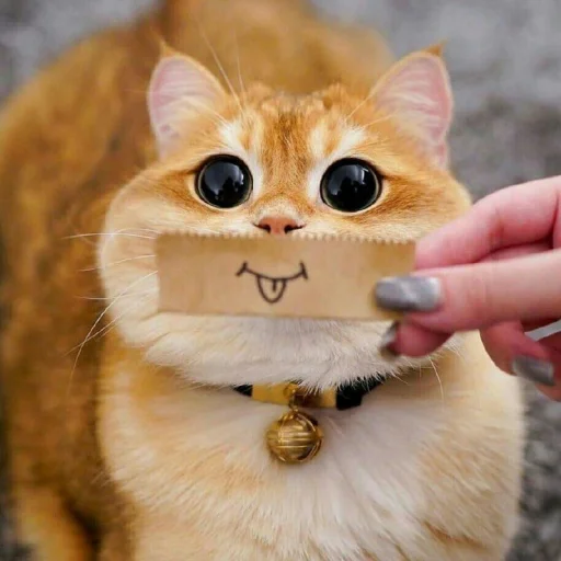 🐈 Стикер «Pishi 2» для Telegram