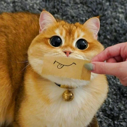 🐈 Стикер «Pishi 2» для Telegram
