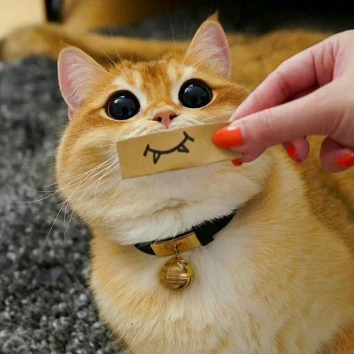 🐈 Стикер «Pishi 2» для Telegram