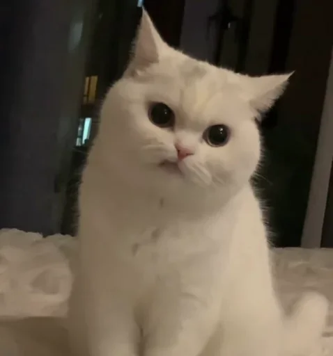 🐈 Стикер «Pishi 2» для Telegram