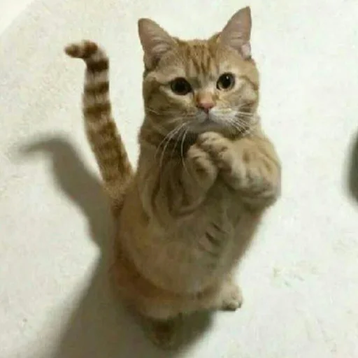 🐈 Стикер «Pishi 2» для Telegram
