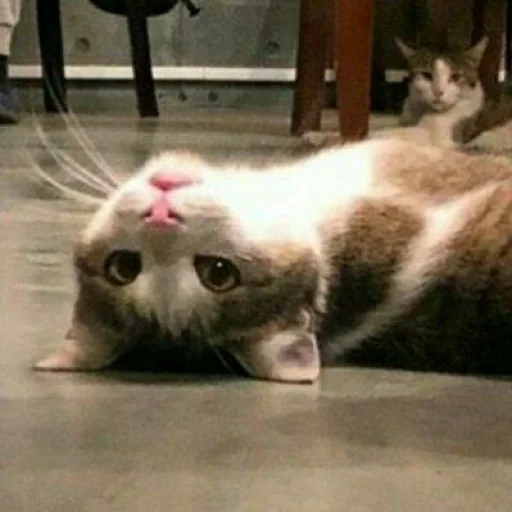 🐈 Стикер «Pishi 2» для Telegram