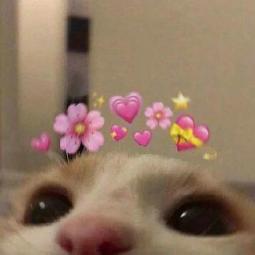 🐈 Стикер «Pishi 2» для Telegram