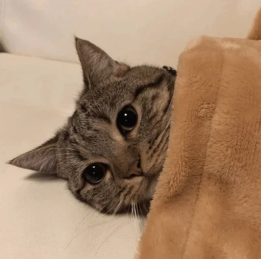 🐈 Стикер «Pishi 2» для Telegram