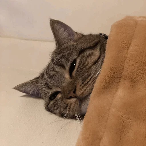 🐈 Стикер «Pishi 2» для Telegram