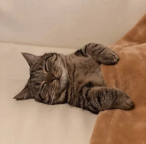 🐈 Стикер «Pishi 2» для Telegram